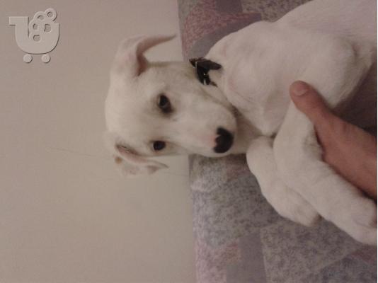 Χαρίζεται  ο μικρός Ερμής!